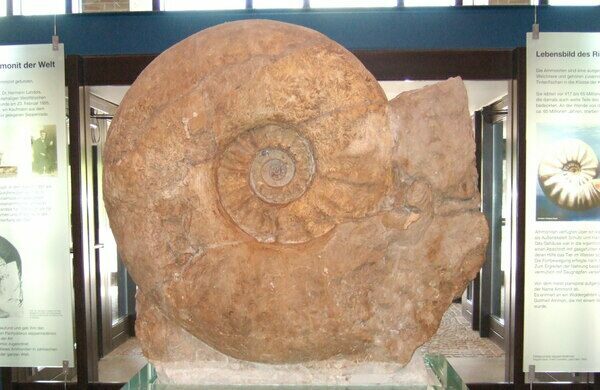 The world's largest ammonite fossil, a 5.9 foot wide specimen of the species Parapuzosia seppenradensis at the Museum of Natural History in Münster, Germany. Had its living chamber been found complete, could have been as much as 8.4 feet wide.  Creative Commons License